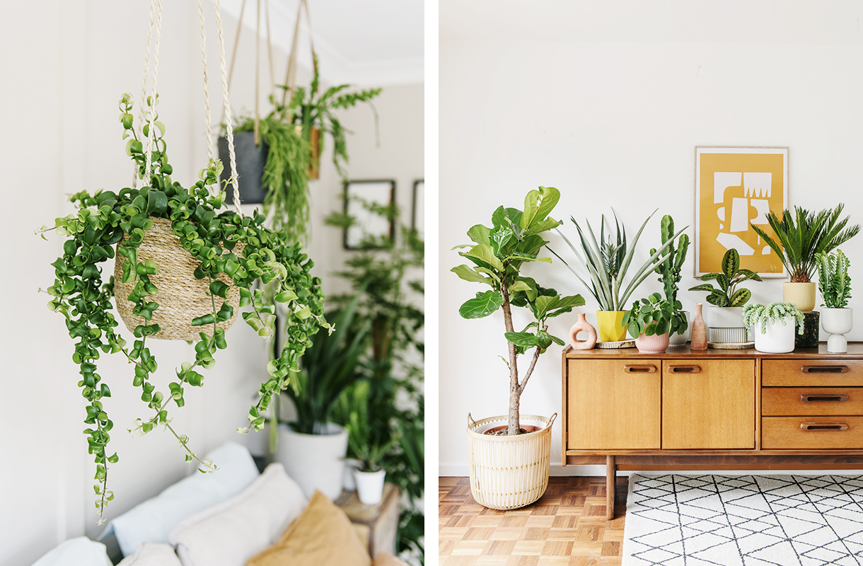 Beards and Daisies lipstick plant and selection of houseplants